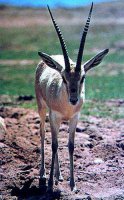 Mountain Gazelle